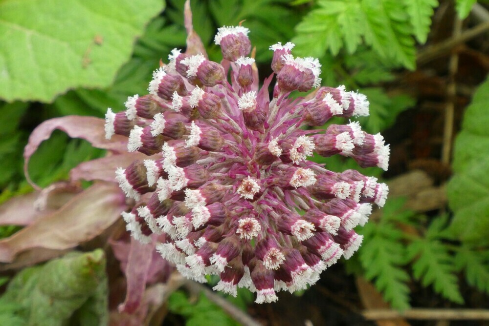 butterbur