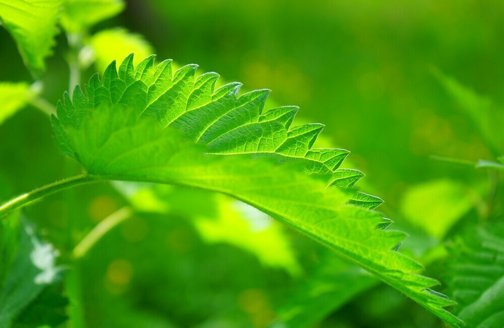 Nettle leaf